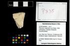 Foto (Objekt + Etikett) von Pithonoton marginatum (von Meyer, 1842)  (NHMW-GEO-2014-0194-0835)